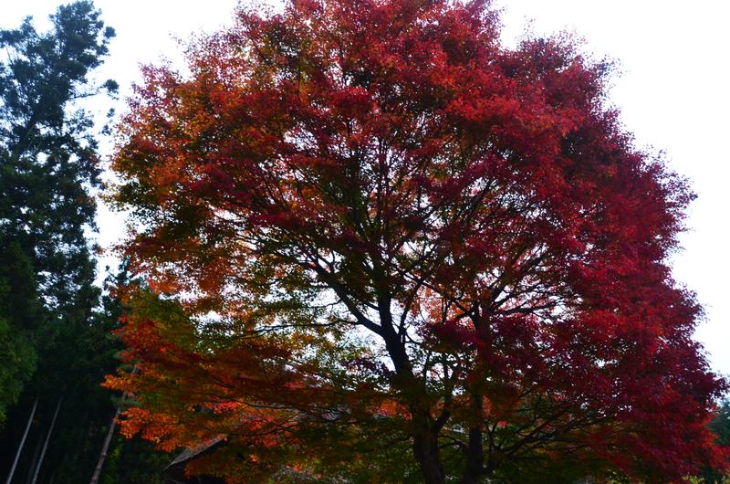 Saiko Iyashi no Sato Nenba-16-11-2024 - Japón y sus Pueblos-2024 (15)