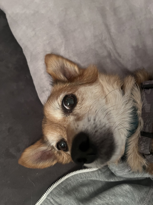 [Image: 747501-D0-A59-B-4313-A35-F-03-F3756-F70-A4.jpg]