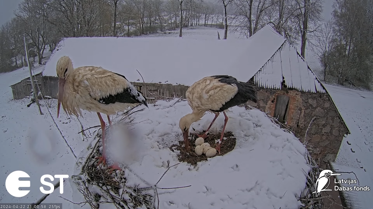 Baltie stārķi (Ciconia ciconia) Tukuma novadā - LDF tiešraide __ White storks in Tukums, Latvia 4-28