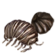 woodlice