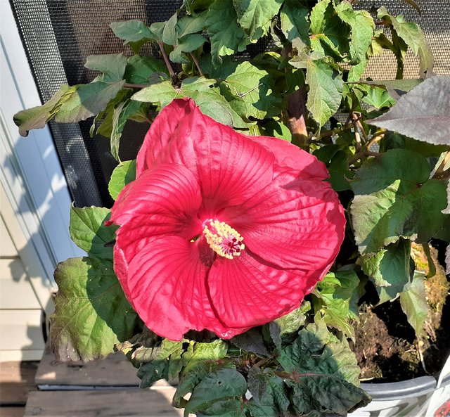 Dark-Rose-Hibiscus-2.jpg