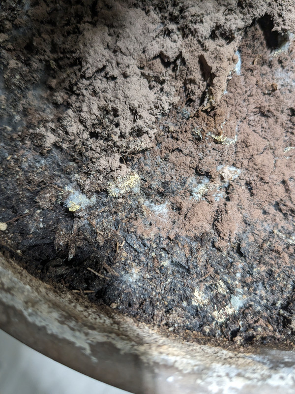 PXL_20240402_201847119