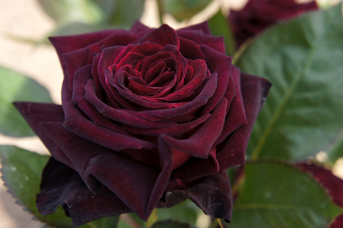 Black Baccara Rose Plant