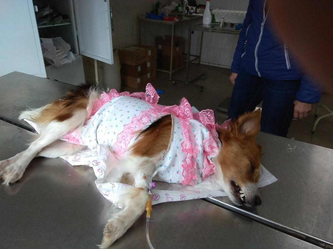 Саманта на стерил