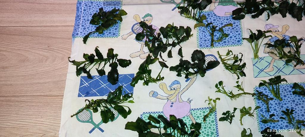 viber изображение 2026 03 03 20 06 30 209