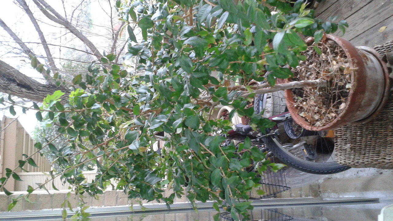 Jaboticaba March 2016 (3)