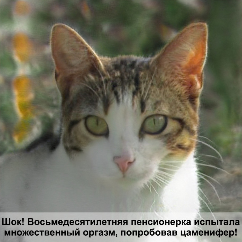 персидская кошка сиамского окраса