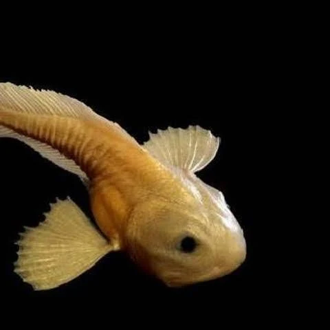 Mariana Snailfish — Pseudoliparis swirei