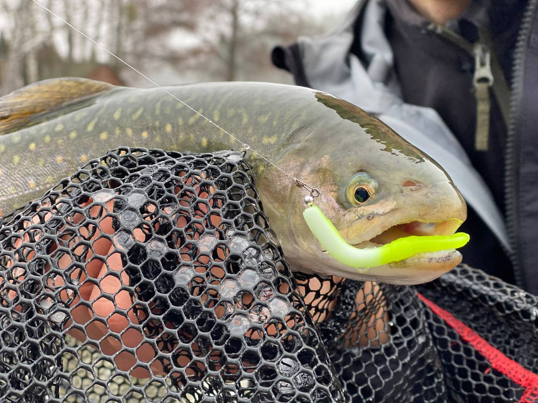 Fresh Lures, trout fishing lures, trout fishing lures plastic,