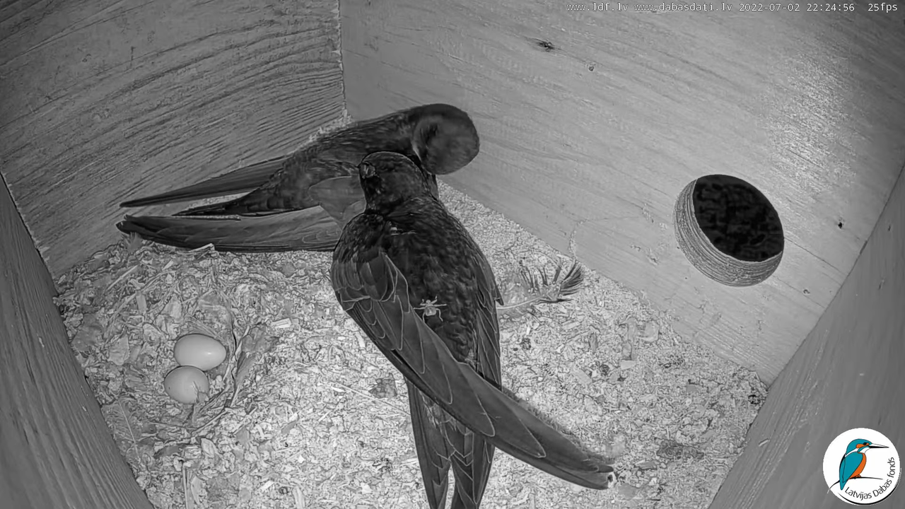 Svīre (Apus apus) Cēsu pils - LDF tiešraide _ Būris 12-39-17 screenshot