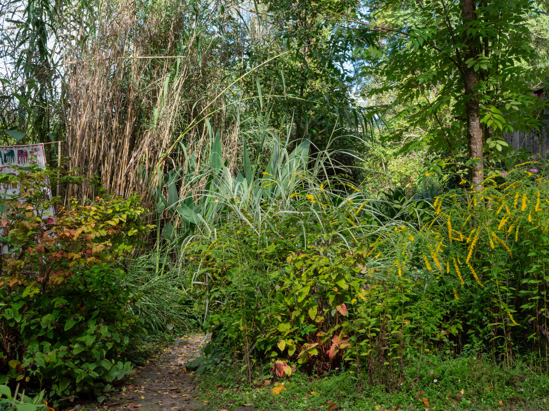 Ensemble de plantes - chemin caché