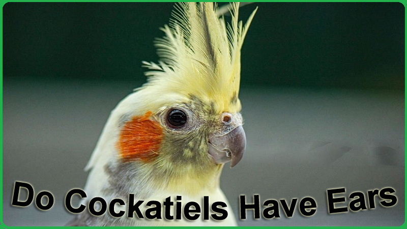 Do Cockatiels Have Ears
