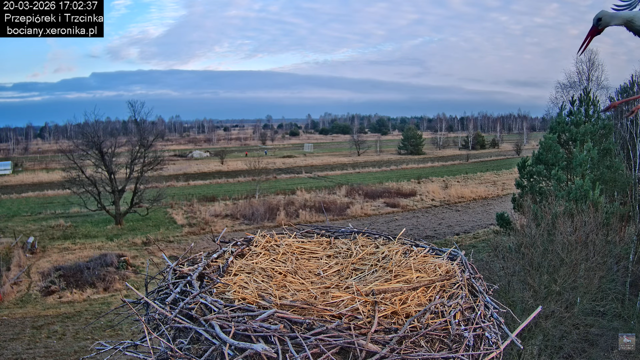 20032026bociany 26