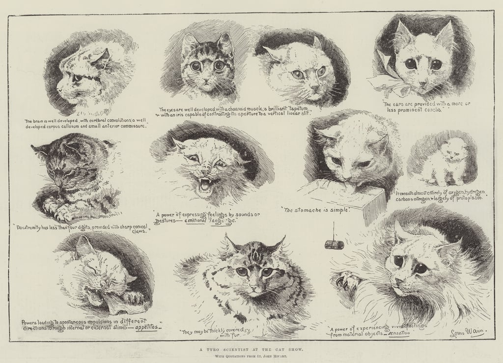 Louis-Wain-A-Tyro-Scientist-at-the-Cat-Show-Meister-Drucke-296842