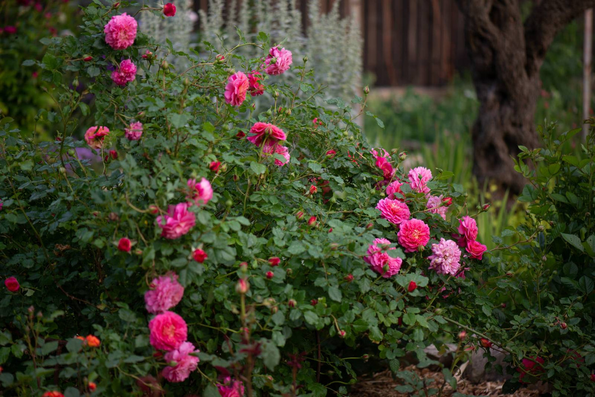 IMG-f99f8c5100ea100ea673ac140613f07f-V