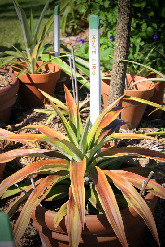 45A26B2B-AC39-41B3-BA2A-E7DFD4A71CDE_1_201_a