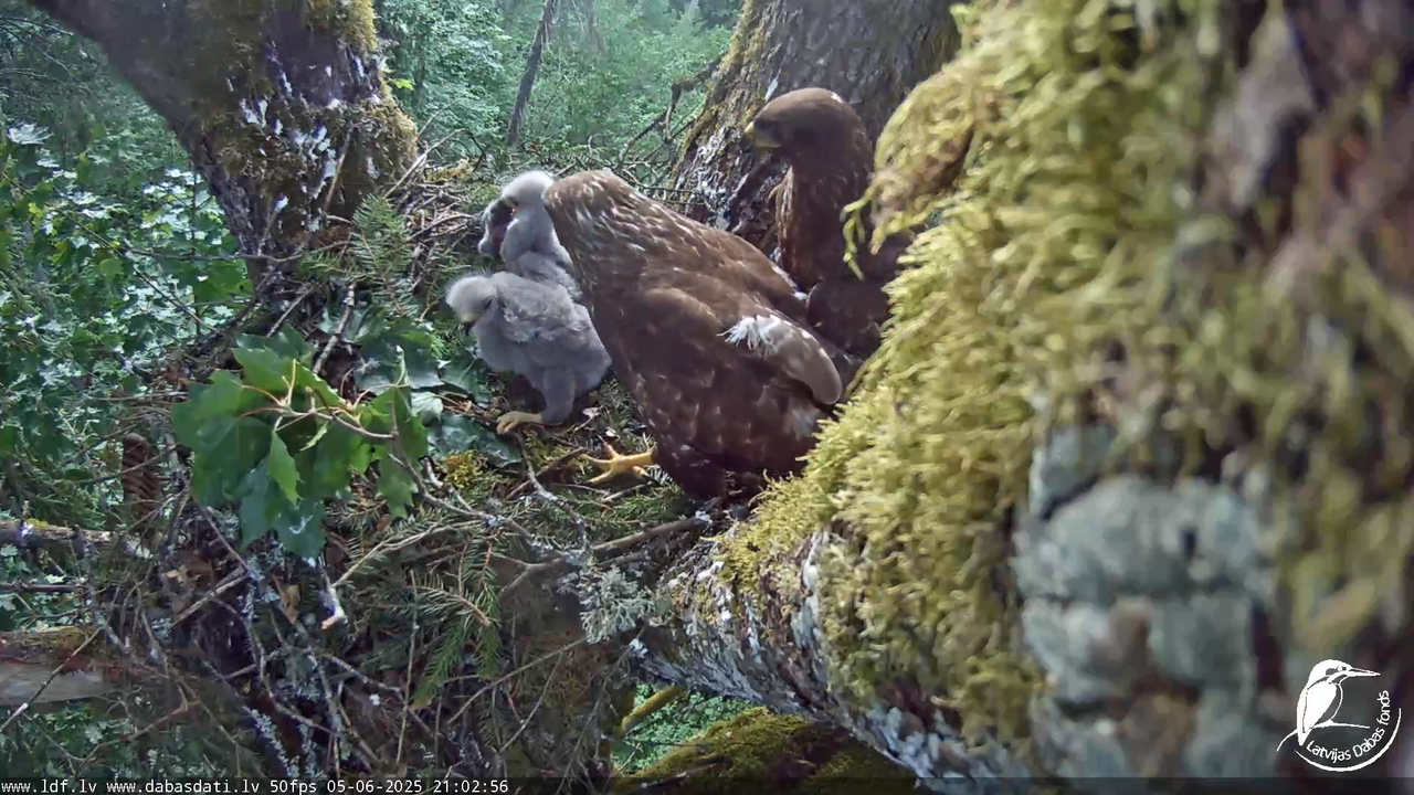Melnās klijas (Milvus migrans) Kurzemē_ peļu klijāni (Buteo buteo) 14-21-56 screenshot