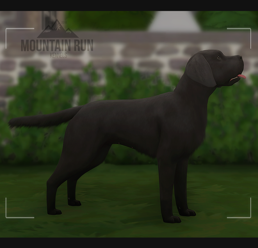 MTN's Whelping Box // Current [0] Planned [1] Sims International