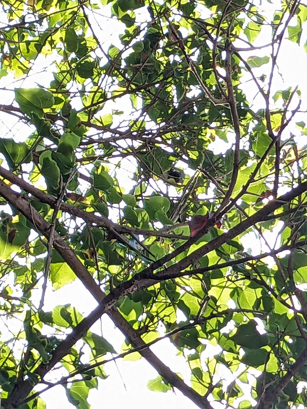 PXL 20260207 042441542