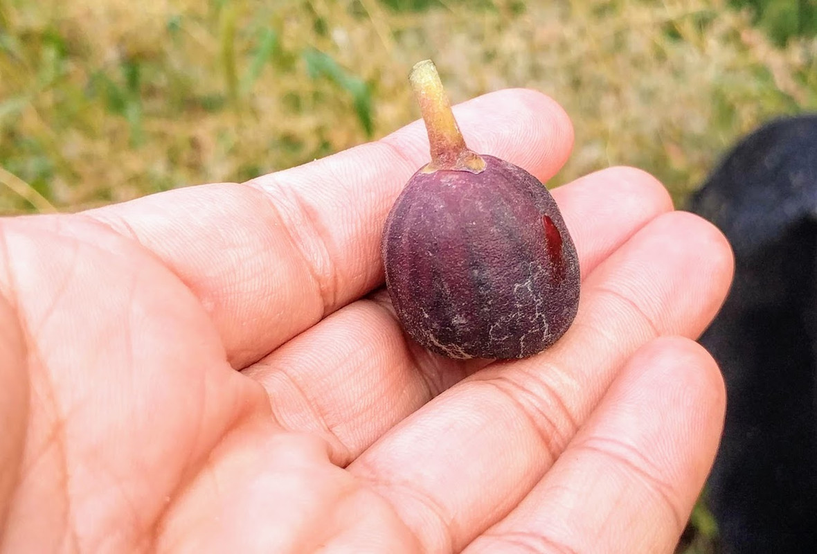 Pastiliere 09-10-2019 C