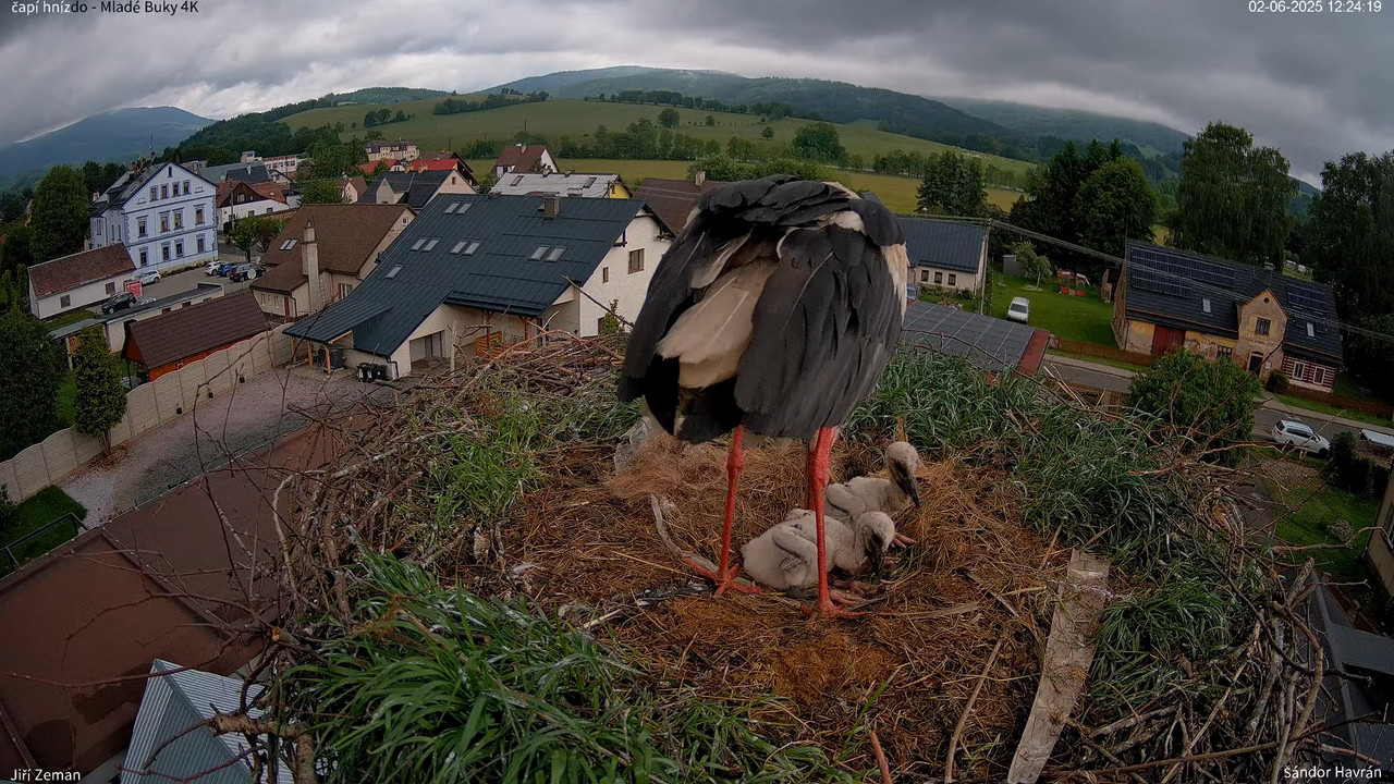 Tiešraides kamera — Mladé Buky — stārķa ligzda 4K 11-13-25 screenshot