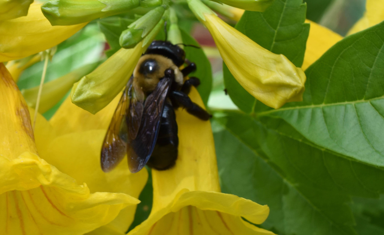 2016 10 29 Black Bee (20)