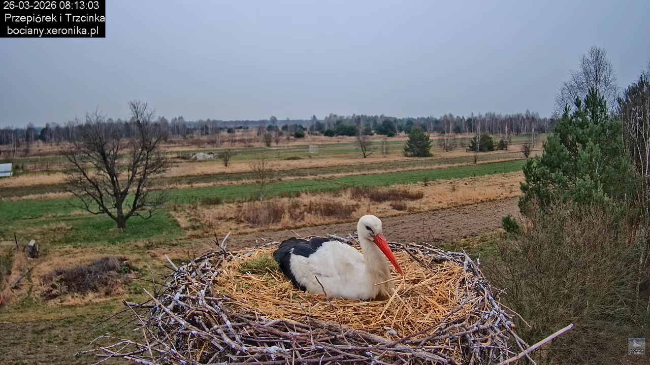 26032026bociany 19