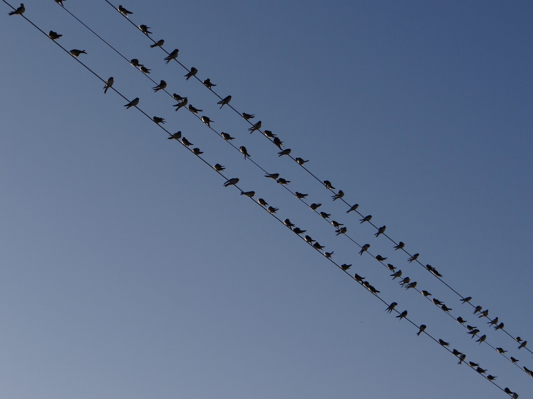 SWALLOWS 1 080925