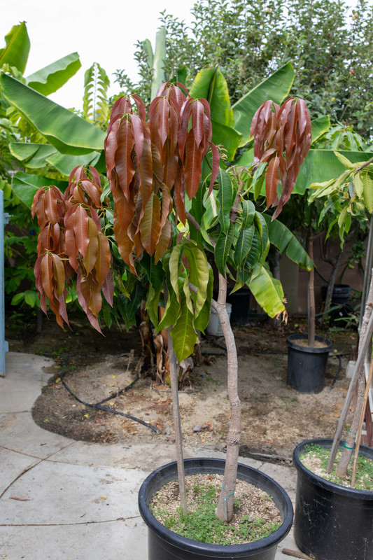 8U1A6160  Zill P-22 Mango Tree with New Growth Underway (8-28-2025)