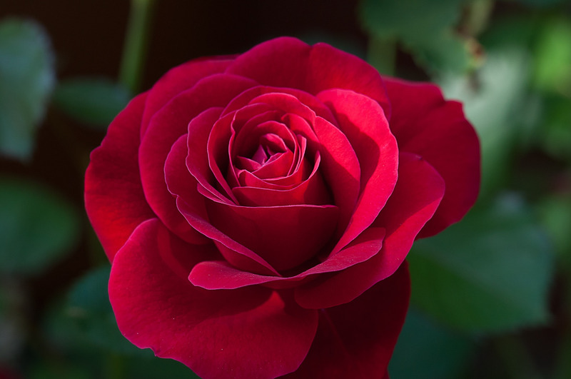 Flower-Red-Rose-Flower.jpg