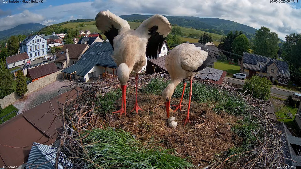 Tiešraides kamera — Mladé Buky — stārķa ligzda 4K 13-55-40 screenshot