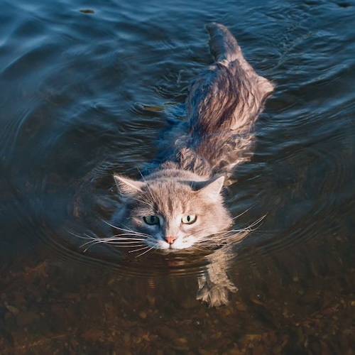 Cat swimming album cover