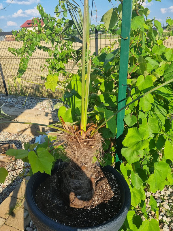 Zdjęcie WhatsApp 2024-07-18 o 14.33.04_d9559a9d