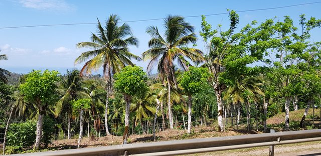 DIA 4 - EXCURSION A SAMANA, CASCADA DEL LIMON E ISLA BACARDI - Hotel Grand Sirenis Punta Cana + Samana + Cortecito (36)