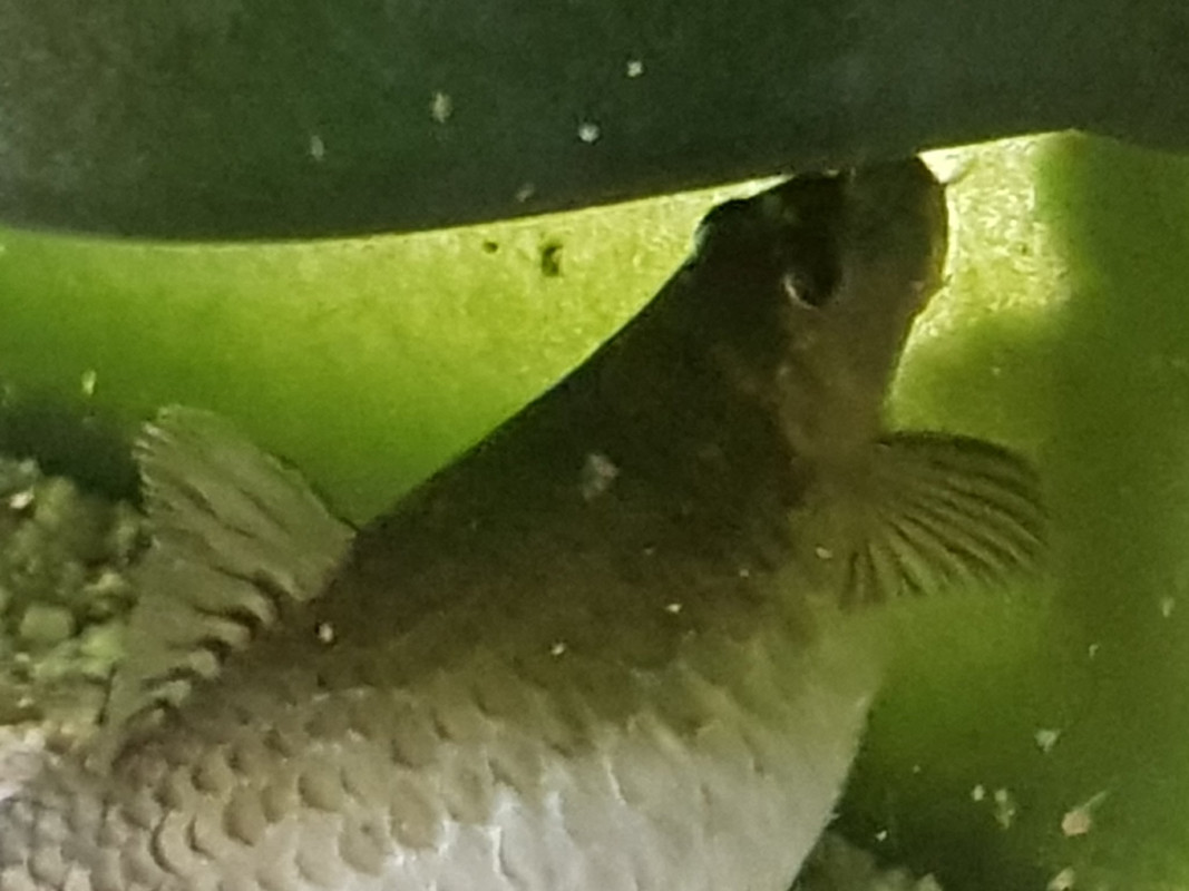 15490601400686461434746317825428