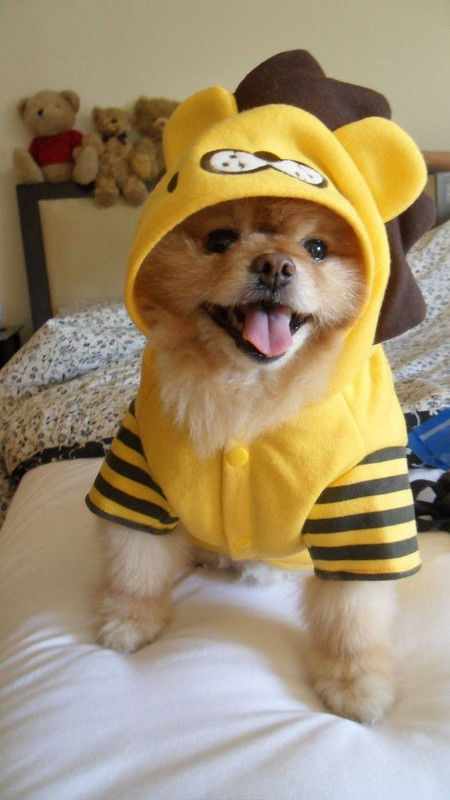yellowdog.jpg
