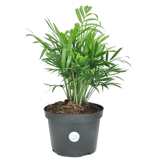 Save Big on House Plants: Up to 60% Off at Lowe’s Today!