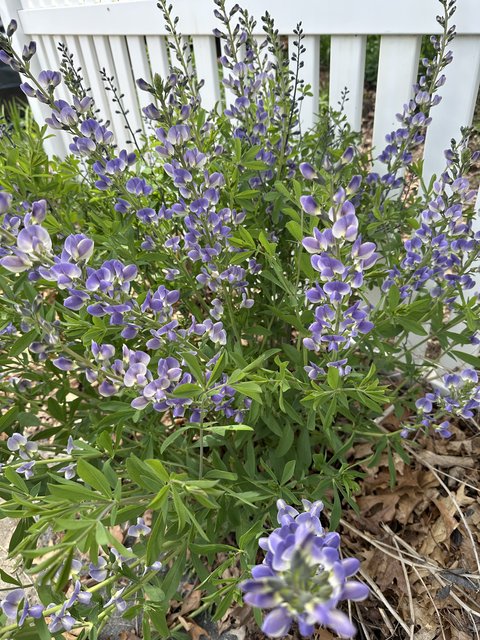 blue wild indigo