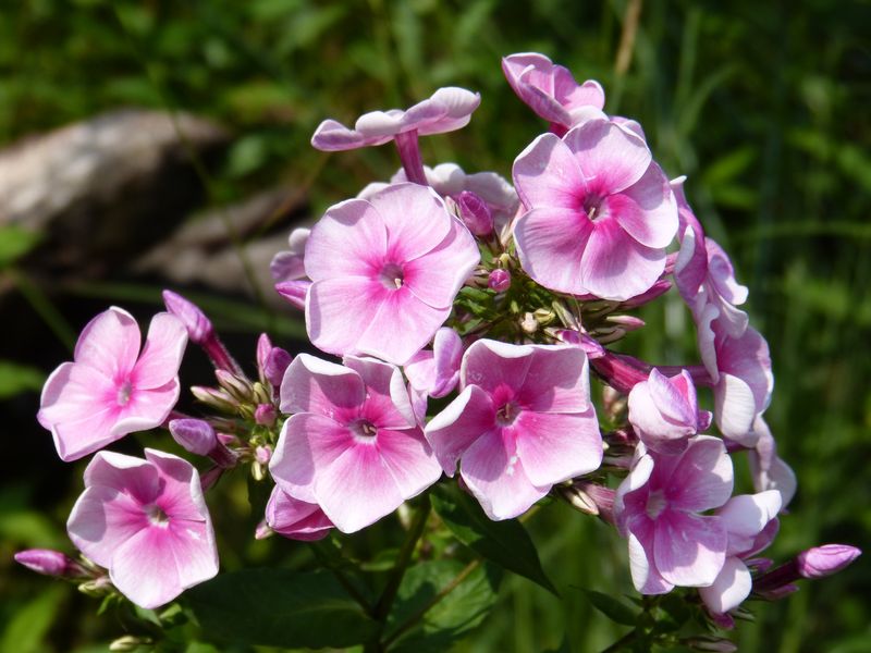 2014-07-27 Phlox 'Tüpfelchen'