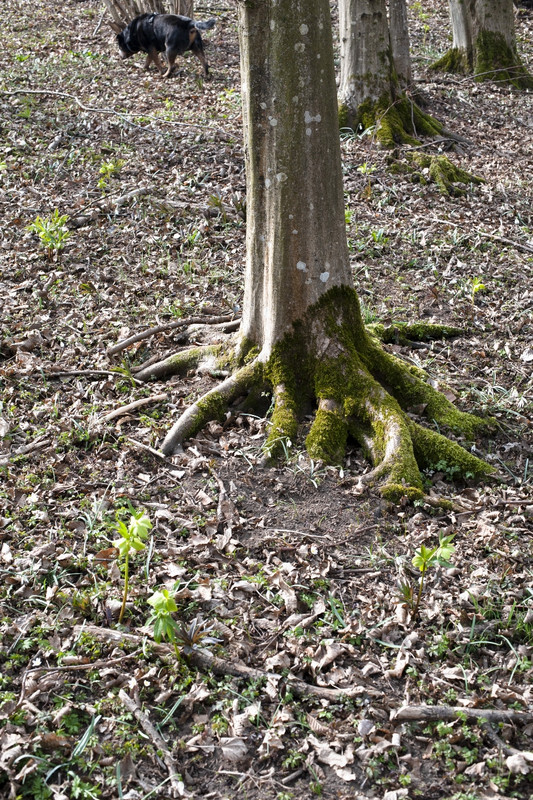 Nikon D700_15mar2022_21 (852x1280)