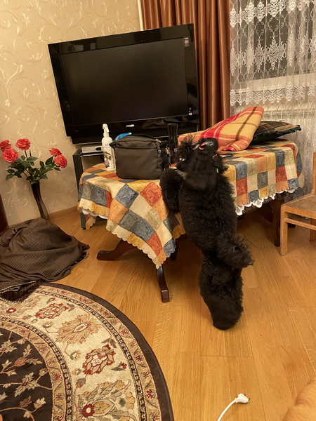 https://i.postimg.cc/NM8v4npZ/IMG-4026.jpg