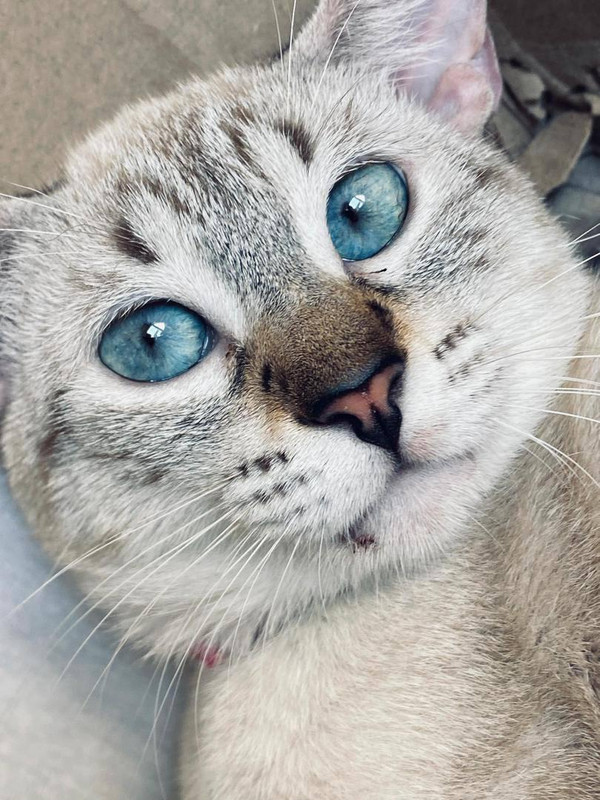 my-beautiful-little-cat-v0-y4lplp1q5gyg1.jpg
