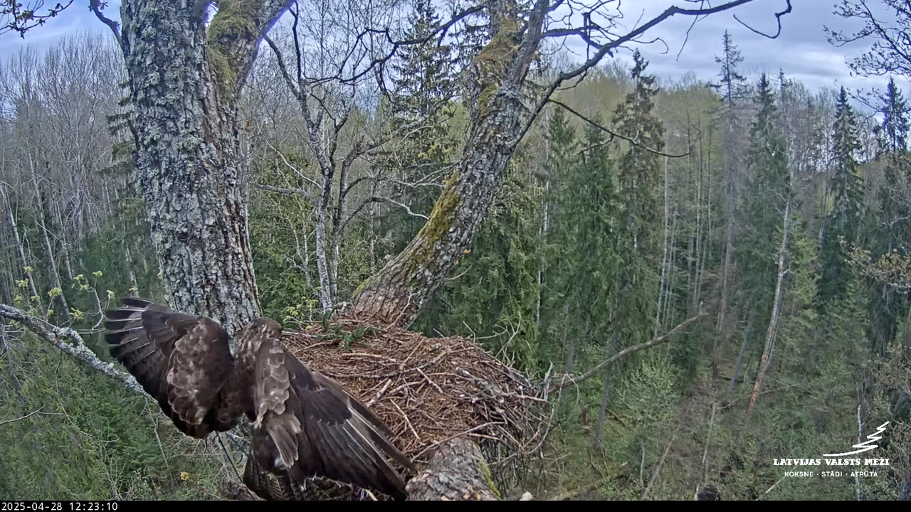 LVM mazais ērglis Lisiņa, ozols2 – Lesser Spotted Eagle 3-23-20 screenshot