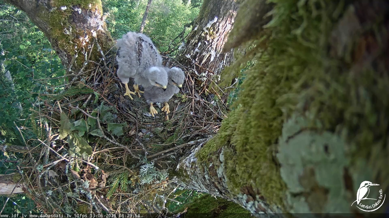Melnās klijas (Milvus migrans) Kurzemē_ peļu klijāni (Buteo buteo) 4-23-0 screenshot