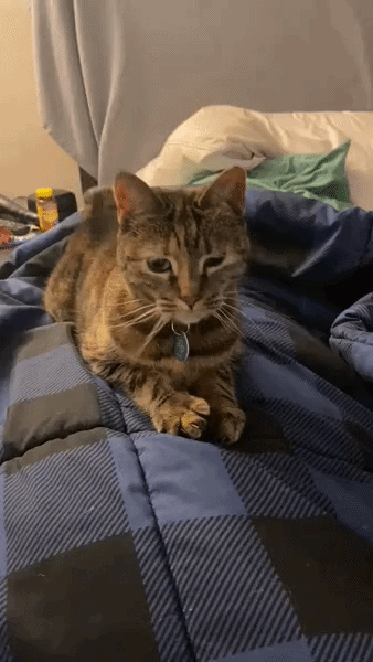 ezgif-7dd5c509b132ba10.gif