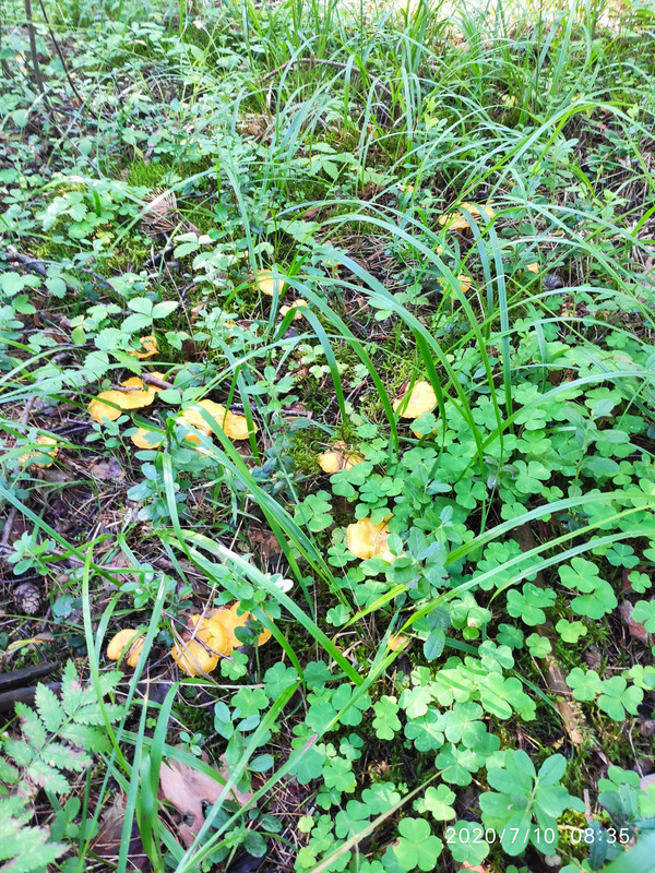 IMG_20200710_083522 (1)