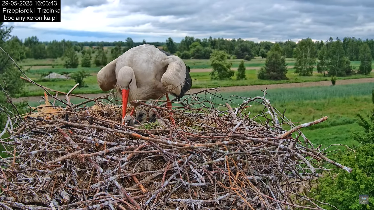 29052025bociany23