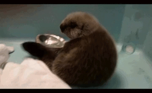 otter8.gif