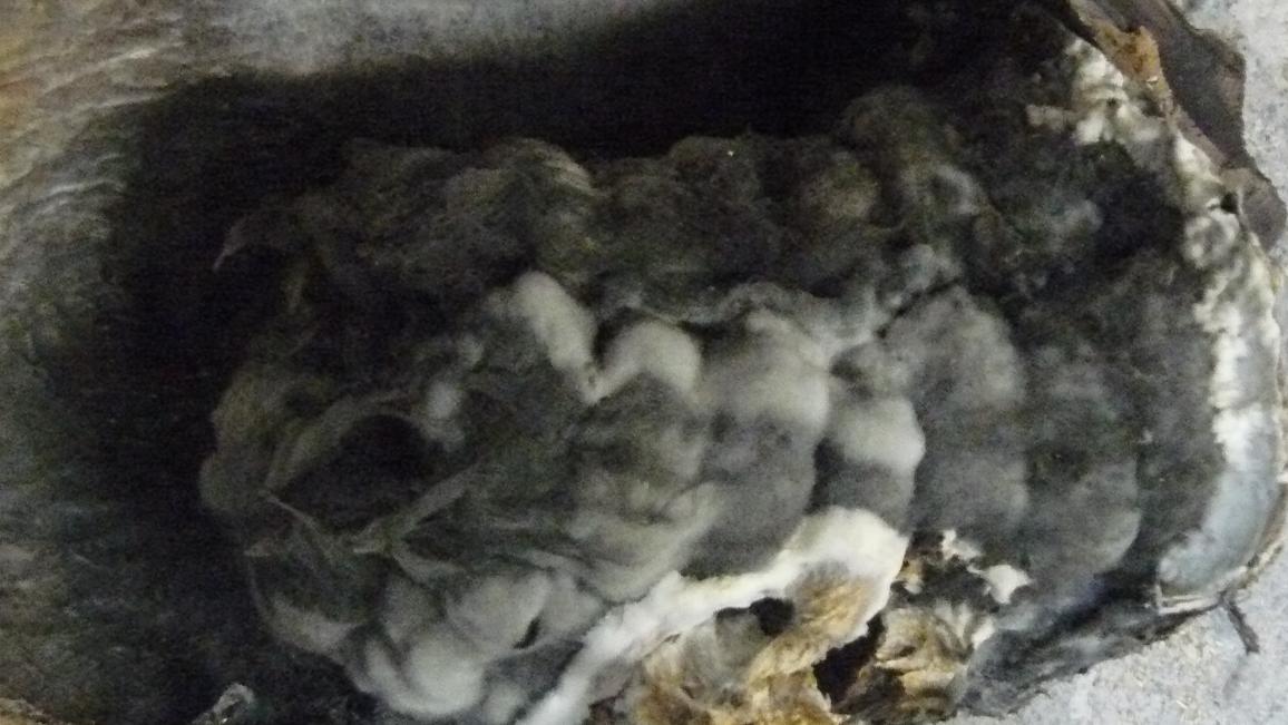 moulded seeds from ricbitar