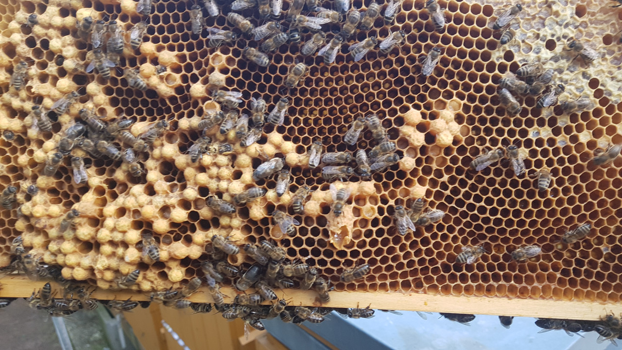 pisecko trubcokladné včelstvo a matečníky_20240329_161754